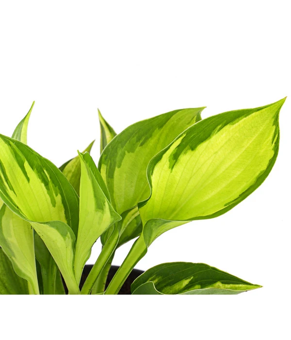 Funkie 'Whirlwind' 4 Funkie 'Whirlwind' - Image 2