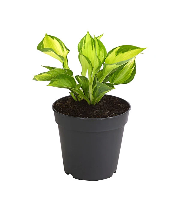 Funkie 'Whirlwind' 3 Funkie 'Whirlwind'