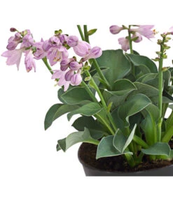 Funkie 'Blue Mouse Ears' 8 Funkie 'Blue Mouse Ears' -Gartenserien Verkaufsgeschäft 8029332 WE DE 001 HostaBlueMouseEarsDehnerExpressHerzig