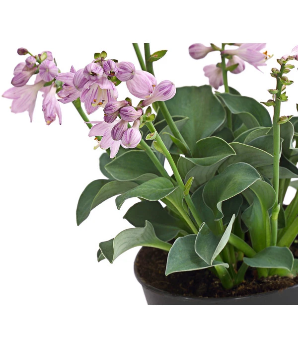 Funkie 'Blue Mouse Ears' 5 Funkie 'Blue Mouse Ears' - Image 3