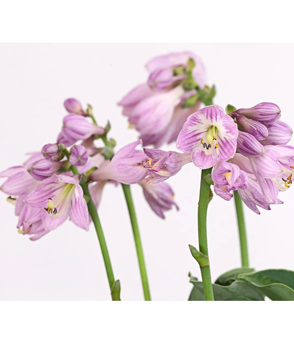 Funkie 'Blue Mouse Ears' 4 Funkie 'Blue Mouse Ears' - Image 2