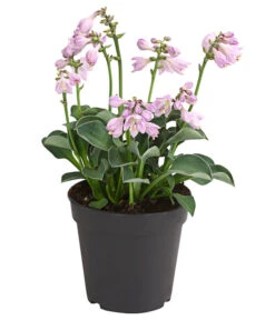 Funkie 'Blue Mouse Ears'