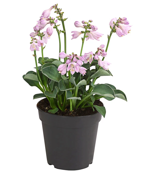 Funkie 'Blue Mouse Ears' 3 Funkie 'Blue Mouse Ears'