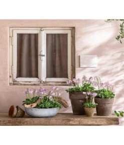 Funkie 'Blue Mouse Ears' 9 Funkie 'Blue Mouse Ears' -Gartenserien Verkaufsgeschäft 8029332 WE MO 001 FunkieBlueMouseEars BestOffHosta 2021 Head