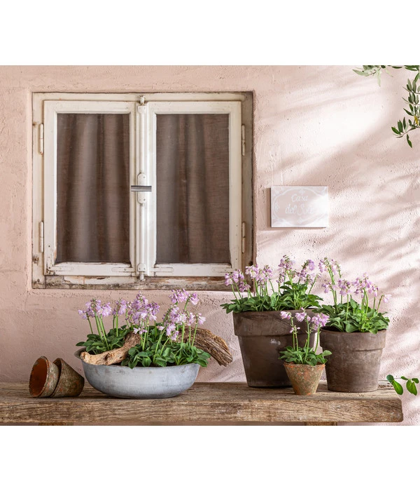 Funkie 'Blue Mouse Ears' 6 Funkie 'Blue Mouse Ears' - Image 4