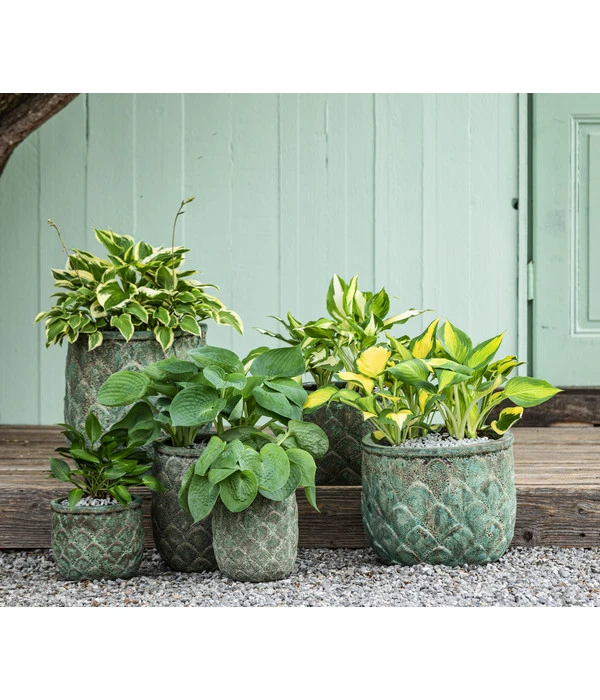 Weißrand-Funkie 'Patriot' 4 Weißrand-Funkie 'Patriot' - Image 2