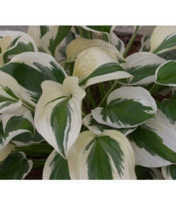 Weißrand-Funkie 'Patriot' 9 Weißrand-Funkie 'Patriot' -Gartenserien Verkaufsgeschäft 8029522 PR DE 002 HostaPatriotAllgreen