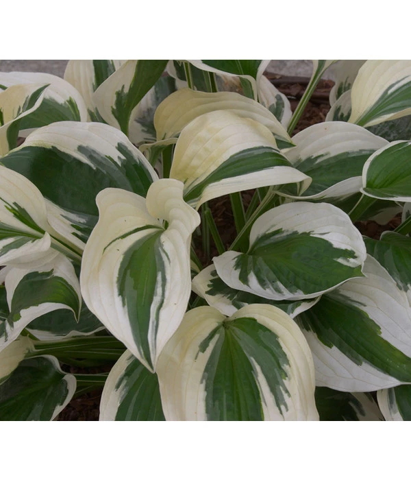 Weißrand-Funkie 'Patriot' 5 Weißrand-Funkie 'Patriot' - Image 3