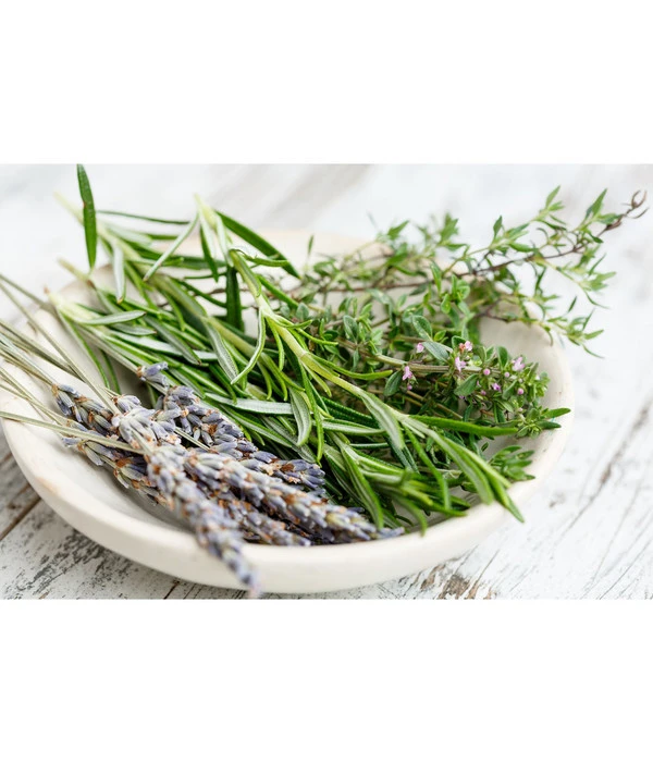 Dehner Gourmet Garten Hänge-Rosmarin 5 Dehner Gourmet Garten Hänge-Rosmarin - Image 3