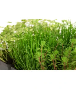 Wasserpflanzen-Set Sauerstoff, Verschiedene Sorten, 6er-Schale -Gartenserien Verkaufsgeschäft 8048225 WE DE 001 WasserpflanzenSauerstoffSet6er