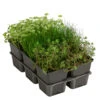 Wasserpflanzen-Set Sauerstoff, Verschiedene Sorten, 6er-Schale 1 Wasserpflanzen-Set Sauerstoff, Verschiedene Sorten, 6er-Schale -Gartenserien Verkaufsgeschäft 8048225 WE FS 001 WasserpflanzenSauerstoffSet6er