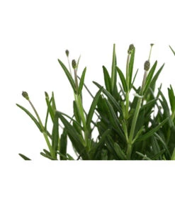 Lavendel 'Royal Blue' -Gartenserien Verkaufsgeschäft 8097545 WE DE 001 LavendelRoyalBlue1L