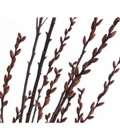 Sumpfkätzchen-Bund, Ca. 80-100 Cm -Gartenserien Verkaufsgeschäft 8149254 PR DE 001 SumpfkaetzchenBundNaturDehnerExpressHerzig