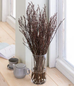 Sumpfkätzchen-Bund, Ca. 80-100 Cm -Gartenserien Verkaufsgeschäft 8149254 WE MO 001 SumpfkaetzchenHandbund