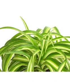 Grünlilie - Chlorophytum Comosum 'Bonnie' -Gartenserien Verkaufsgeschäft 8215303 PR DE 001 GruenlilieChlorophytumBonnieT10DehnerExpressHerzig