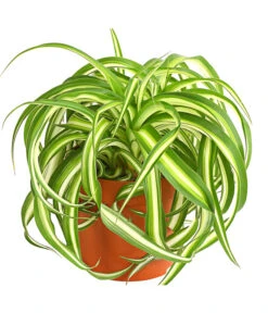 Grünlilie - Chlorophytum Comosum 'Bonnie'