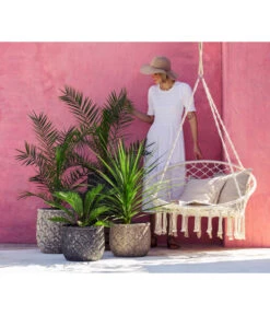 XXL Kanarische Dattelpalme, Ca. 140-160 Cm -Gartenserien Verkaufsgeschäft 8216277 WE MO 001 DracaenaIndivisiaT20