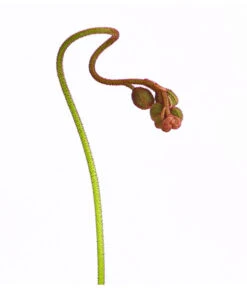 Sonnentau - Drosera Aliciae -Gartenserien Verkaufsgeschäft 8222960 WE DE 001 DroseraAliciaeT9DehnerExpressHerzig