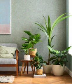 Rundblättrige Schirmpalme - Livistona Rotundifolia -Gartenserien Verkaufsgeschäft 8240764 WE MO 003 Exoten Schirmpalme