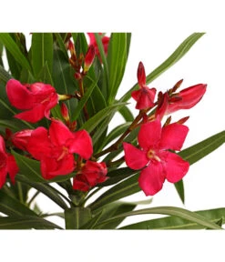 Oleander, Busch -Gartenserien Verkaufsgeschäft 8249302 WE DE 001 OleanderBuschT17RotDehnerExpressHerzig