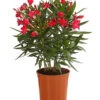 Oleander, Busch 2 Oleander, Busch -Gartenserien Verkaufsgeschäft 8249302 WE FS 001 OleanderBuschT17RotDehnerExpressHerzig