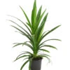 Schraubenbaum - Pandanus Veitchii -Gartenserien Verkaufsgeschäft 8252249 WE FS 001 SchraubenbaumPandanusLatifoliusT12DehnerExpresHerzig