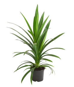 Schraubenbaum - Pandanus Veitchii