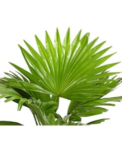 Rundblättrige Schirmpalme - Livistona Rotundifolia -Gartenserien Verkaufsgeschäft 8255853 WE DE 001 LivistonaRotunddifoliaT12DehnerExpressHerzig