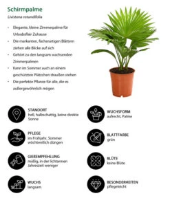 Rundblättrige Schirmpalme - Livistona Rotundifolia -Gartenserien Verkaufsgeschäft 8255853 WE IG 001 LivistonaRotunddifoliaT12DehnerExpressHerzig