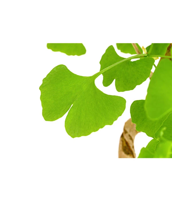 Outdoor-Bonsai Ginkgobaum - Ginkgo Biloba 4 Outdoor-Bonsai Ginkgobaum - Ginkgo Biloba – Bild 2