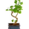 Outdoor-Bonsai Ginkgobaum - Ginkgo Biloba -Gartenserien Verkaufsgeschäft 8286254 PR FS 001 GinkoBilobaT20DehnerExpressHerzig