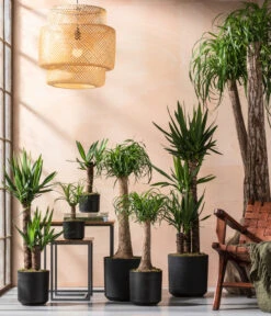 Yucca-Palme - Yucca Elephantipes -Gartenserien Verkaufsgeschäft 8286429 8286114 8532624 8532624 8207961 8705634 WE MO 001 YuccaundBeaucarnea