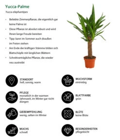 Yucca-Palme - Yucca Elephantipes -Gartenserien Verkaufsgeschäft 8286429 WE IG 001 YuccaElephantipesT13DehnerExpressHerzig