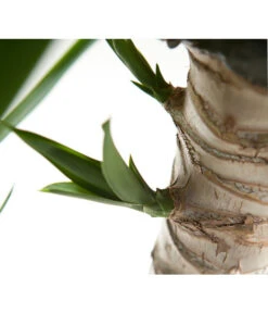 Yucca-Palme - Yucca Elephantipes -Gartenserien Verkaufsgeschäft 8287039 WE DE 021 YuccaDehnerGedrehtEW