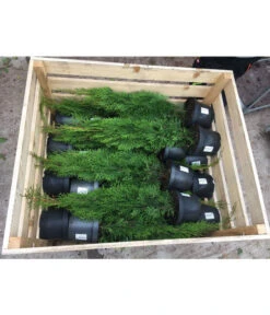 20 Meter Lebensbaum 'Smaragd', 80 X Ca. 40-60 Cm 10 20 Meter Lebensbaum 'Smaragd', 80 X Ca. 40-60 Cm -Gartenserien Verkaufsgeschäft 8295149 WE FS 001 ThujaPalette3Liter