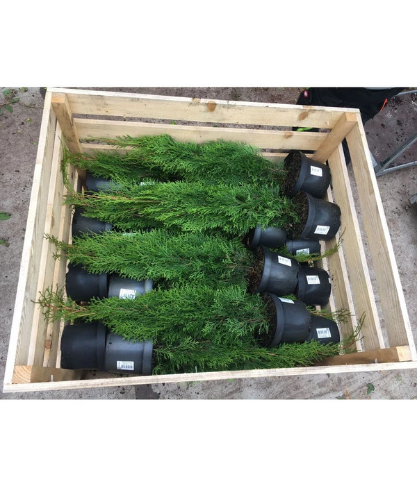 20 Meter Lebensbaum 'Smaragd', 80 X Ca. 40-60 Cm 6 20 Meter Lebensbaum 'Smaragd', 80 X Ca. 40-60 Cm - Image 4