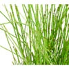 Zwerg-Schachtelhalm -Gartenserien Verkaufsgeschäft 8311342 WE DE 001 SchachtelhalmEquisetumScirpoidesT9DehnerExpressHerzig