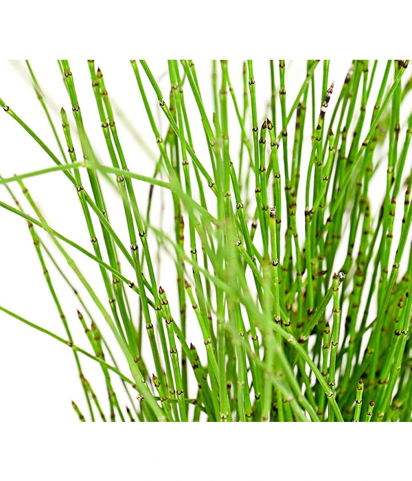 Zwerg-Schachtelhalm 3 Zwerg-Schachtelhalm