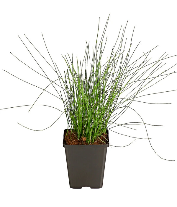 Zwerg-Schachtelhalm 4 Zwerg-Schachtelhalm - Image 2