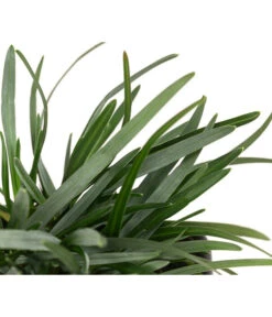 Moor-Blaugras 7 Moor-Blaugras -Gartenserien Verkaufsgeschäft 8316242 WE DE 003 SesleriaCaeruleaMoorBlaugras