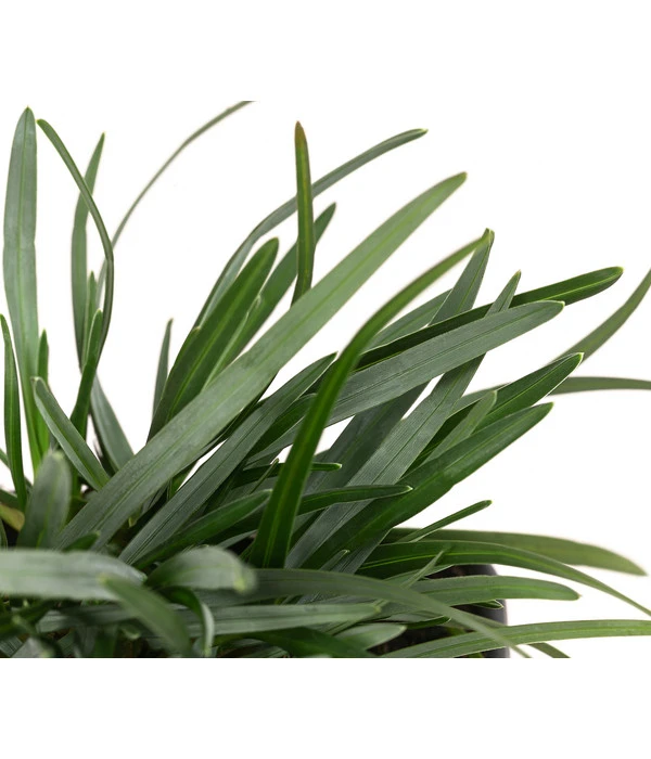 Moor-Blaugras 5 Moor-Blaugras - Image 3