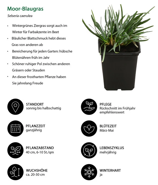 Moor-Blaugras 4 Moor-Blaugras - Image 2