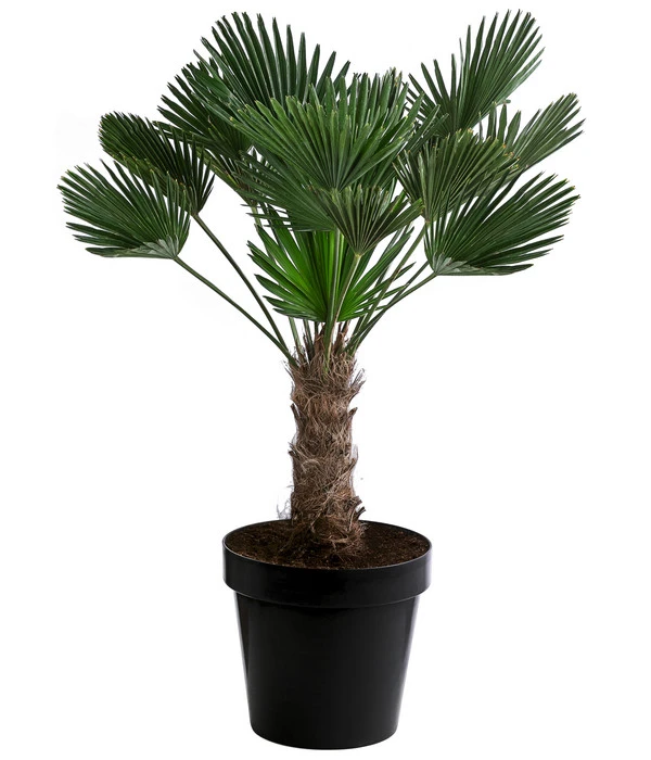 Wagners Hanfpalme, Ca. 110-130 Cm 3 Wagners Hanfpalme, Ca. 110-130 Cm