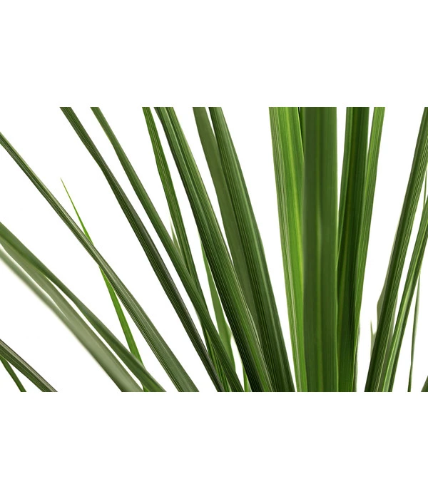 Keulenlilie - Cordyline Indivisa 4 Keulenlilie - Cordyline Indivisa - Image 2