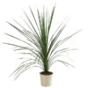 Keulenlilie - Cordyline Indivisa 2 Keulenlilie - Cordyline Indivisa -Gartenserien Verkaufsgeschäft 8508889 WE FS 001 CordylineIndivisaT20KeulenlilieDehnerExpressHerzig