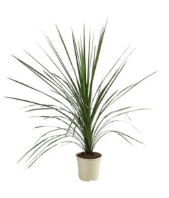 Keulenlilie - Cordyline Indivisa