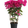 Drillingsblume 'Vera', Spalier -Gartenserien Verkaufsgeschäft 8586109 PR FS 001 BougainvilleaVeraBougainvilleSpalierT21DehnerExpressHerzig