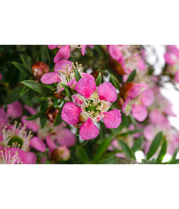 Südseemyrte, Stämmchen 4 Südseemyrte, Stämmchen - Image 2