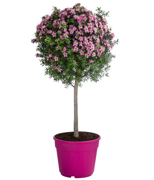 Südseemyrte, Stämmchen 3 Südseemyrte, Stämmchen