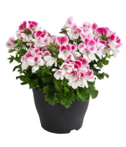 Edelpelargonie, Verschiedene Farben 10 Edelpelargonie, Verschiedene Farben -Gartenserien Verkaufsgeschäft 8594541 WE FS 003 EdelpelargonieBuschT23